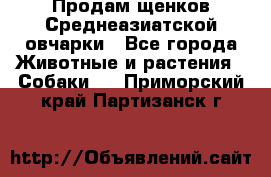 Продам щенков Среднеазиатской овчарки - Все города Животные и растения » Собаки   . Приморский край,Партизанск г.